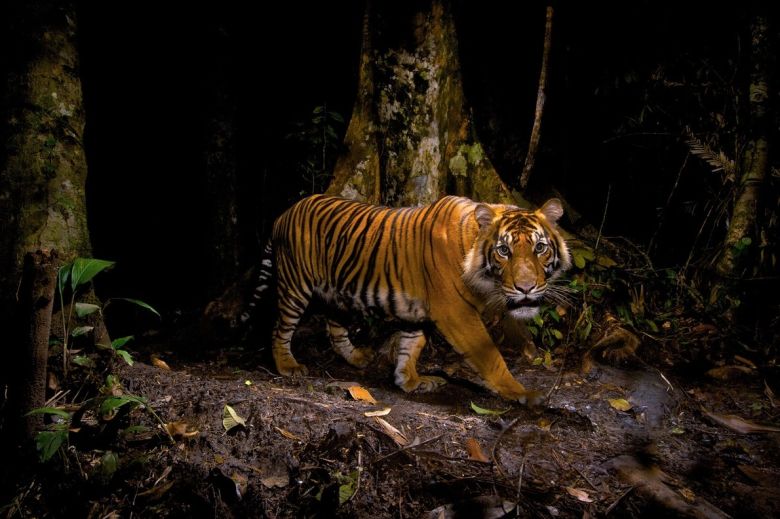 ¿Cuántas rayas tienen los tigres?