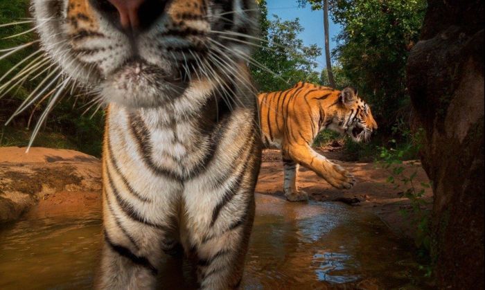 ¿Cuántas rayas tienen los tigres?