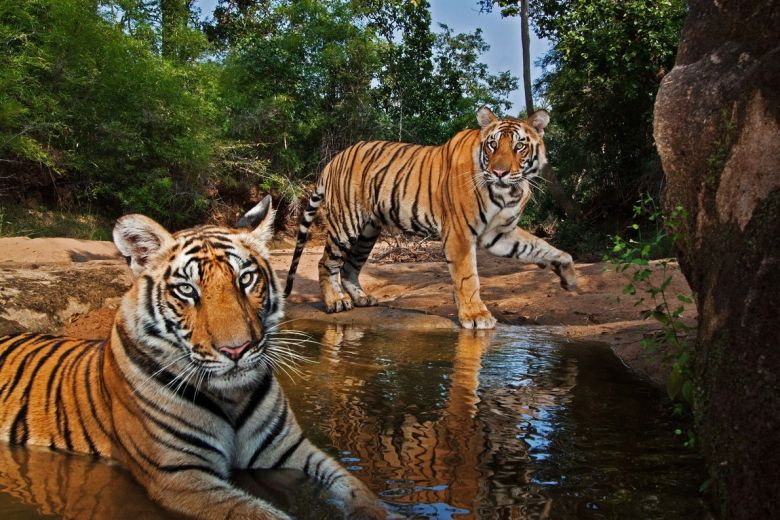 ¿Cuántas rayas tienen los tigres?