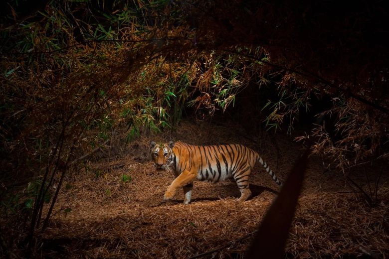 ¿Cuántas rayas tienen los tigres?