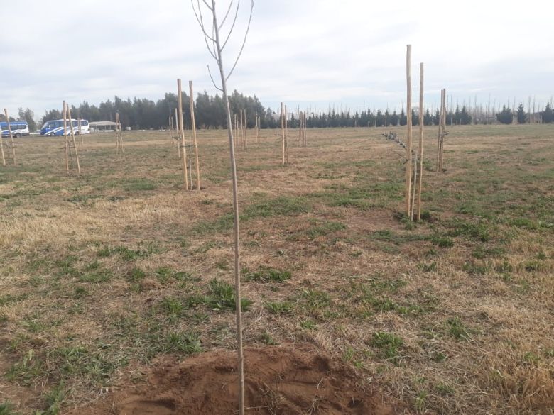 En Bio 4 se plantaron más de mil árboles en conjunto con el colegio Indio Felipe Rosas y el municipio