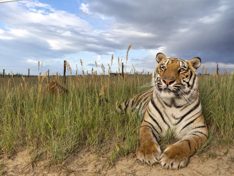 ¿Qué le hace una raya más al tigre?