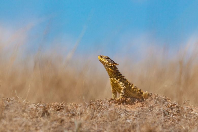 Lagartos, el grupo más diverso de reptiles