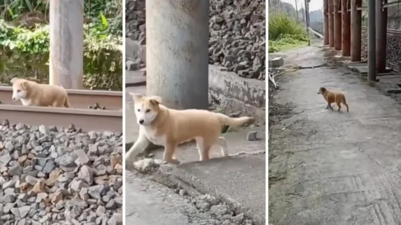 Un perro, que dormía en las vías, sobrevivió milagrosamente al paso del tren y se volvió viral