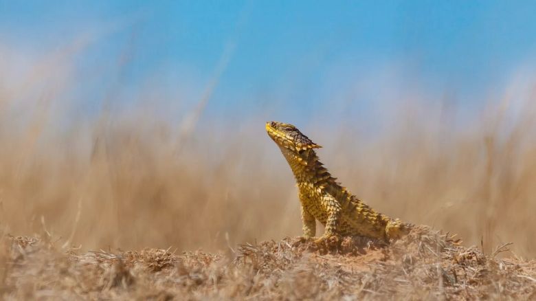 Lagartos, el grupo más diverso de reptiles