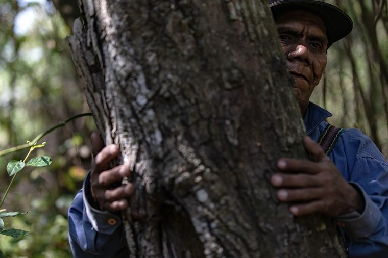 Un emprendimiento cordobés proyecta reforestar el Gran Chaco