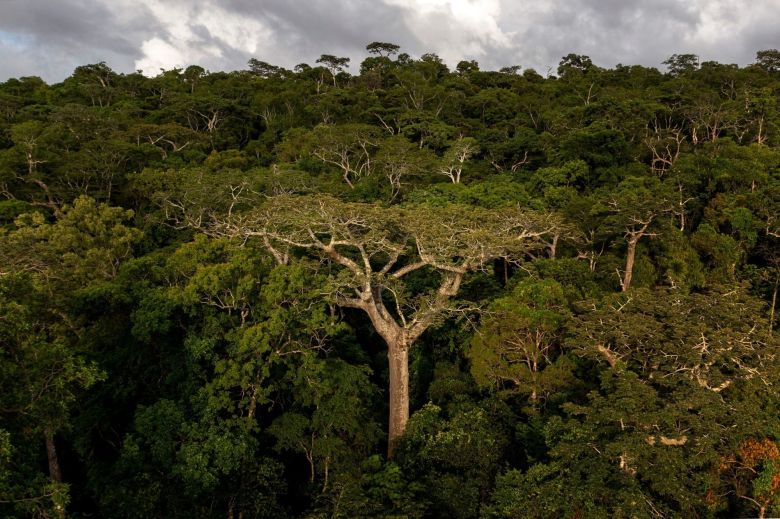 29 de Agosto - Día del Árbol