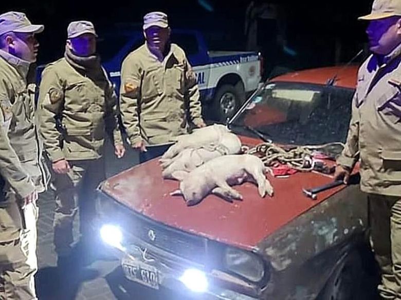 Control: se robaban un ternero y tres lechones en un Renault 12