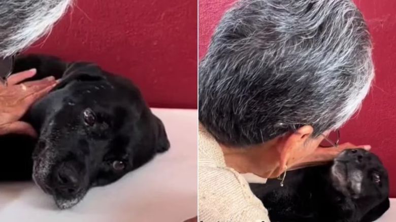 “Quiero que te vayas contento”: la emotiva despedida de una mujer a su perro de 12 años que conmovió en TikTok