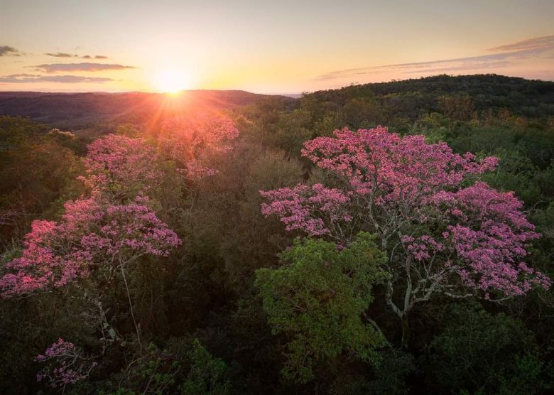 Un pueblito misionero deslumbra con sus lapachos en primavera