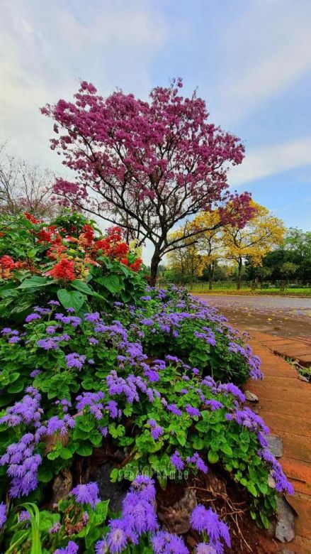 Un pueblito misionero deslumbra con sus lapachos en primavera