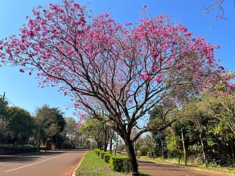 Un pueblito misionero deslumbra con sus lapachos en primavera