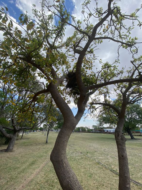 LV16 planta árboles en distintos sectores de la ciudad por los 72 años de la emisora