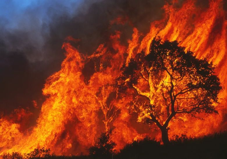 Incendio Forestal en la zona de Huerta Vieja