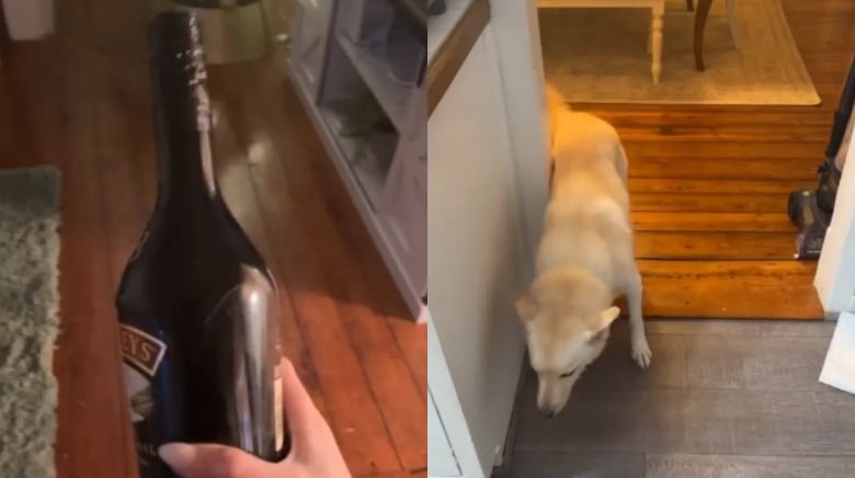 Un perro bebió una botella de whisky mientras su dueña no estaba y el video impactó en TikTok: “Está borracho” 