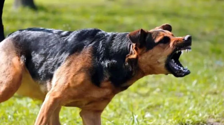 Un perro atacó a un hombre y el dueño de la mascota le robó la mochila: investigan un nuevo método delictivo