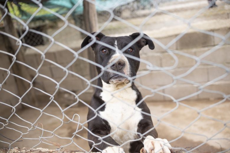 Estudiantes diseñarán un dispositivo para identificar la población de un refugio canino