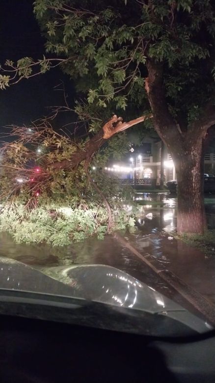 Fuertes tormentas hicieron destrozos en la ciudad