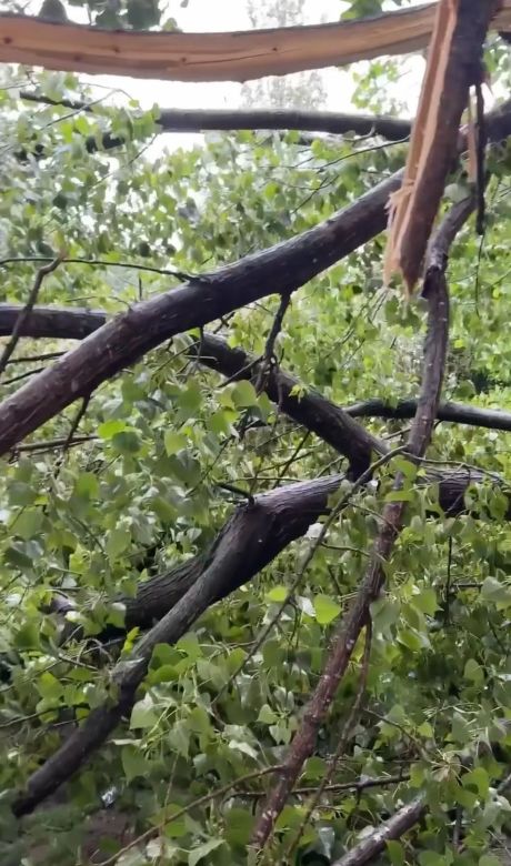 Así quedó la casa de Marley tras el fuerte temporal en Buenos Aires: “Se nos cayó el árbol entero encima” 