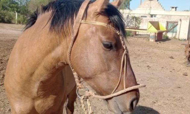 El antiguo cochero de carro de Papá Noel recuperó el caballo robado: cercados por la difusión lo soltaron 