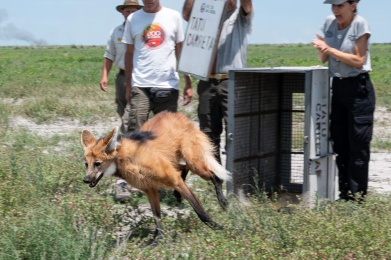 Conservación: tras ser rehabilitado fue liberado un aguará guazú