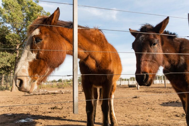 Control de equinos: se hicieron 90 castraciones y se identificaron a 300 propietarios 