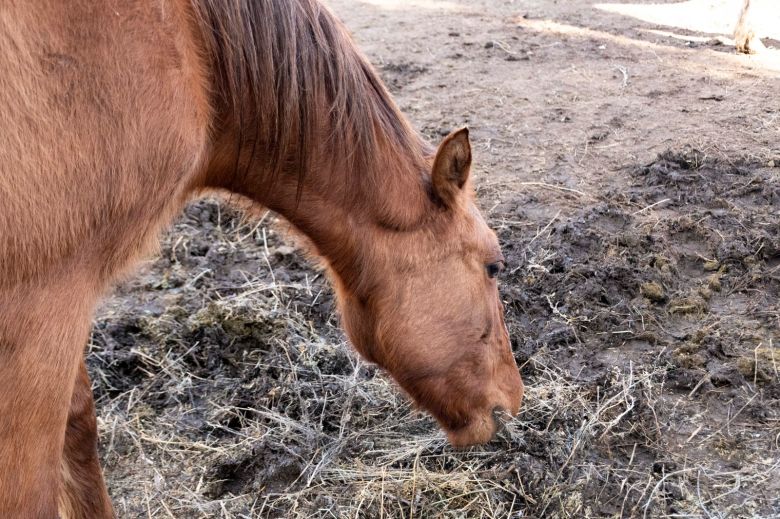 Control de equinos: se hicieron 90 castraciones y se identificaron a 300 propietarios 
