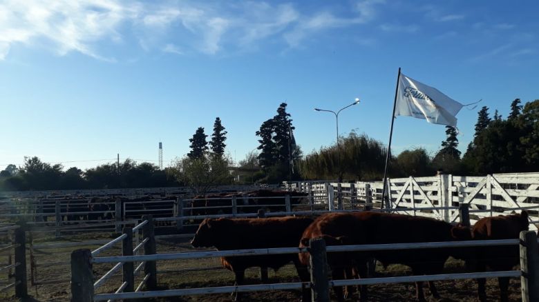 Con casi 1500 bovinos arrancó la exposición de Otoño de la Sociedad Rural