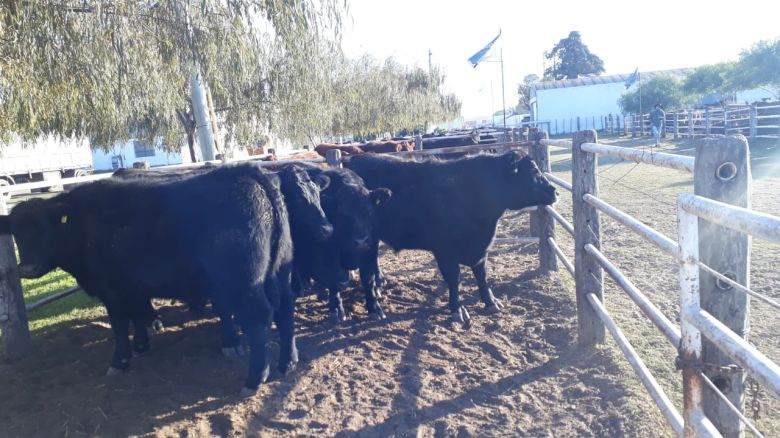Con casi 1500 bovinos arrancó la exposición de Otoño de la Sociedad Rural