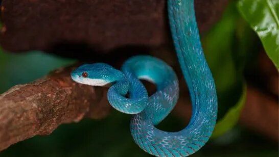 ¿Una serpiente azul? Conoce a esta pequeña (pero venenosa) víbora asiática