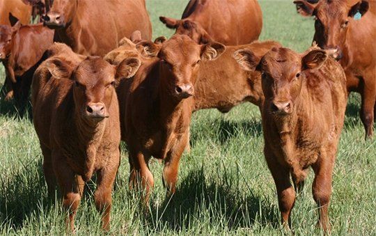 El Gobierno nacional eliminó regulaciones que presionaban al sector ganadero y de carnes
