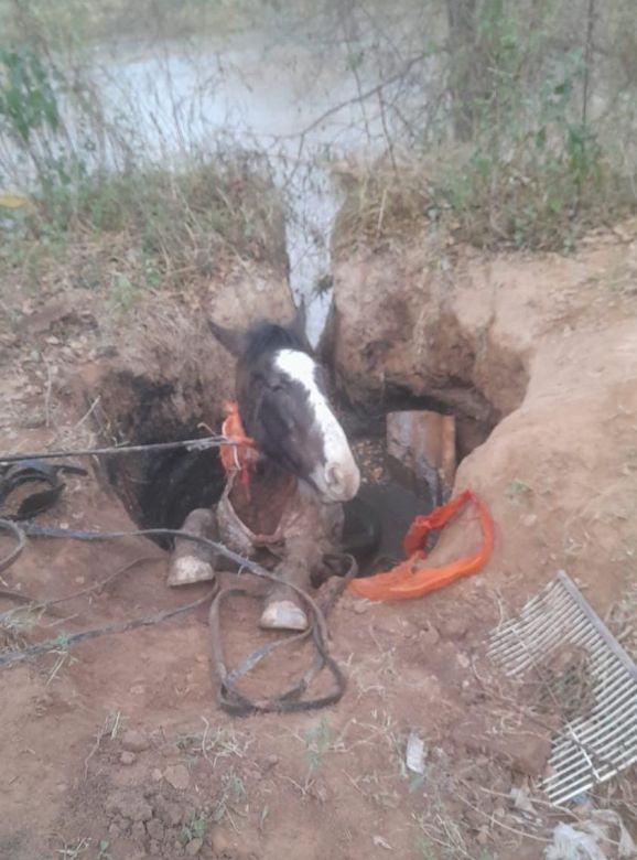 Rescataron a un caballo que estaba dentro de un pozo