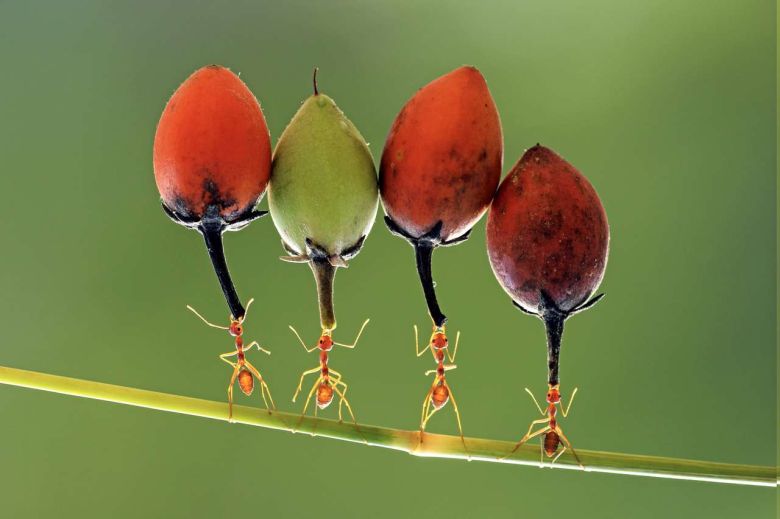 Las equilibristas