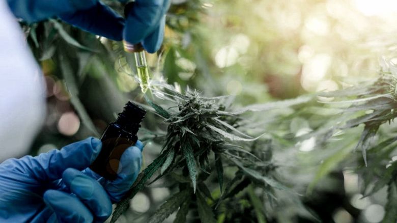 Desarrollarán investigaciones científicas conjuntas sobre con el cannabis medicinal 