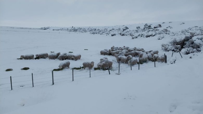 Extrema situación de los animales en Chubút  debido a las intensas nevadas