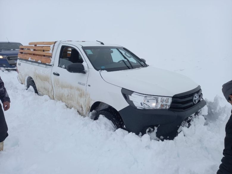 Extrema situación de los animales en Chubút  debido a las intensas nevadas