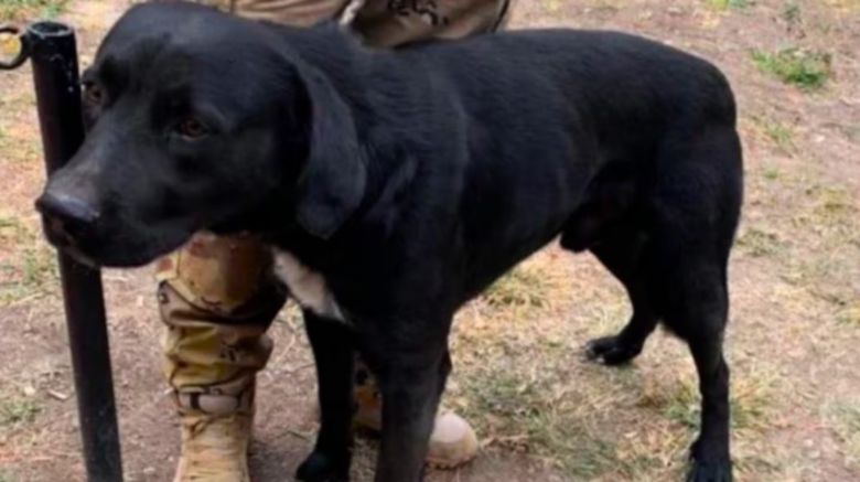 “Callejerito”, el perro héroe que salvó a tres niños y ahora busca una familia que lo adopte