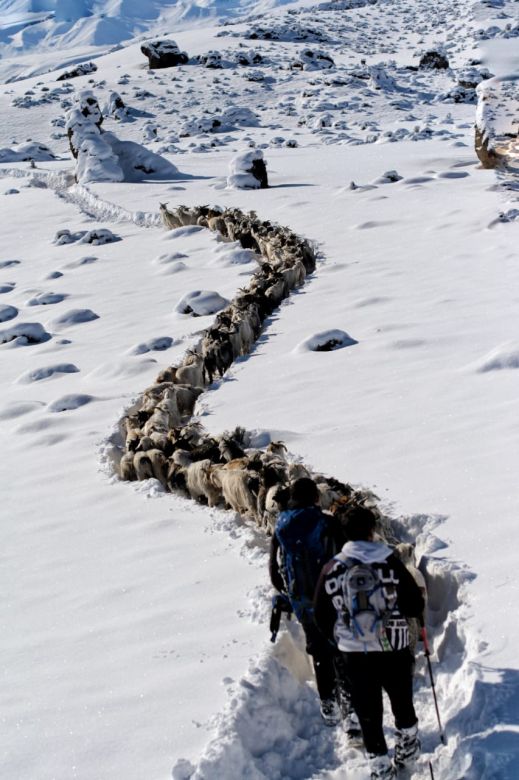 Ola polar: las increíbles fotos de un guardafauna de Neuquén