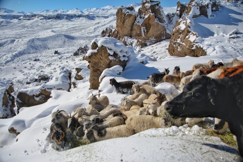 Ola polar: las increíbles fotos de un guardafauna de Neuquén