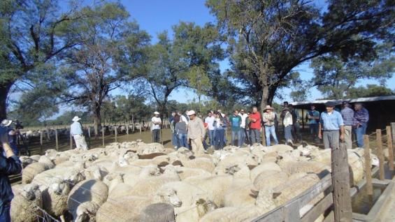 Un productor ovino patagónico asegura que la ley sin financiamiento pierde sentido