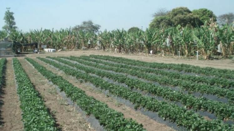 Se necesitan 30 milímetros para el inicio de temporada primavera-verano de verduras y hortalizas 