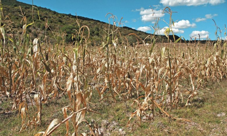 La provincia de Córdoba continuará con  milimetrajes limitados en primavera