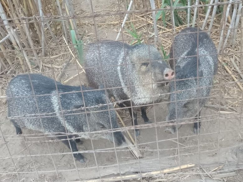 Detienen a un hombre que tenía un flamenco rosado y pecaríes en Córdoba