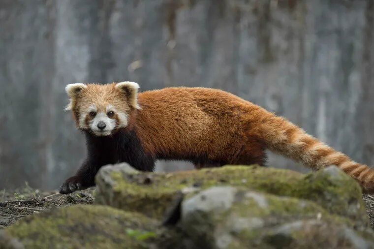 El Panda Rojo