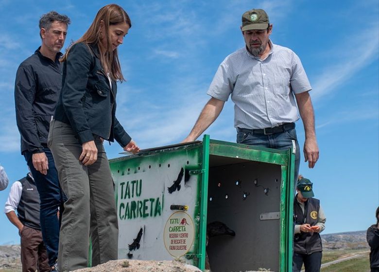 Por primera vez en Córdoba, liberan un cóndor andino juvenil con rastreador satelital