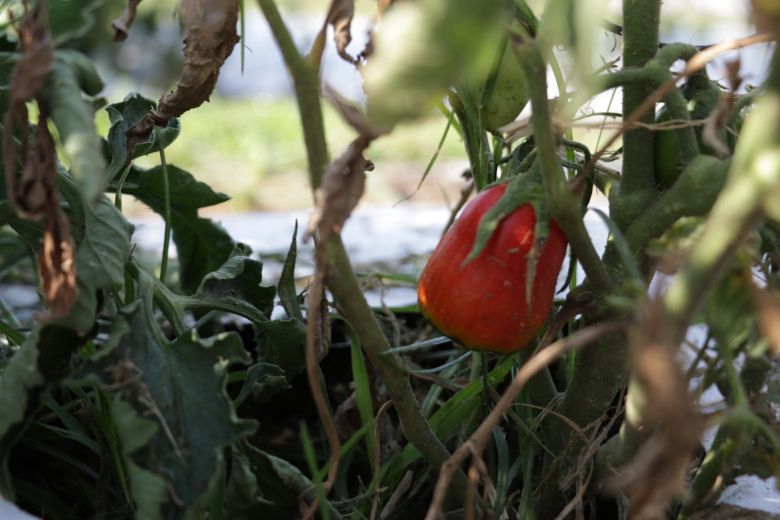 A través de la “Huerta en tú Hogar”, la Provincia reemplaza al Pro Huerta que el gobierno nacional eliminó