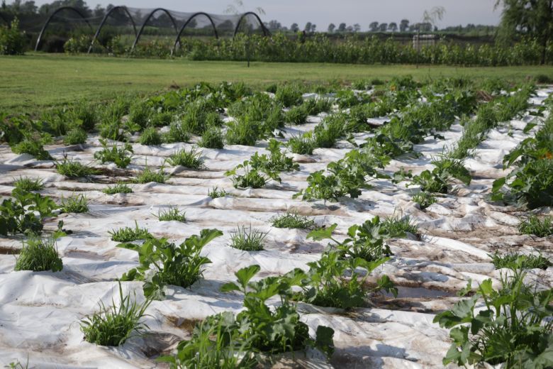 A través de la “Huerta en tú Hogar”, la Provincia reemplaza al Pro Huerta que el gobierno nacional eliminó