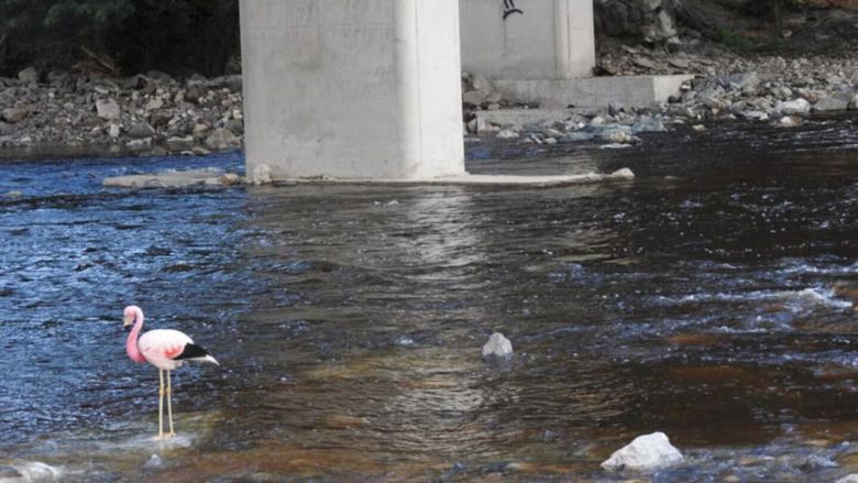 Un flamenco andino apareció en el río Yuspe y causó asombró