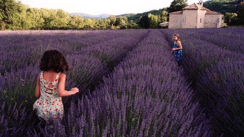 Nuestros campos de lavanda