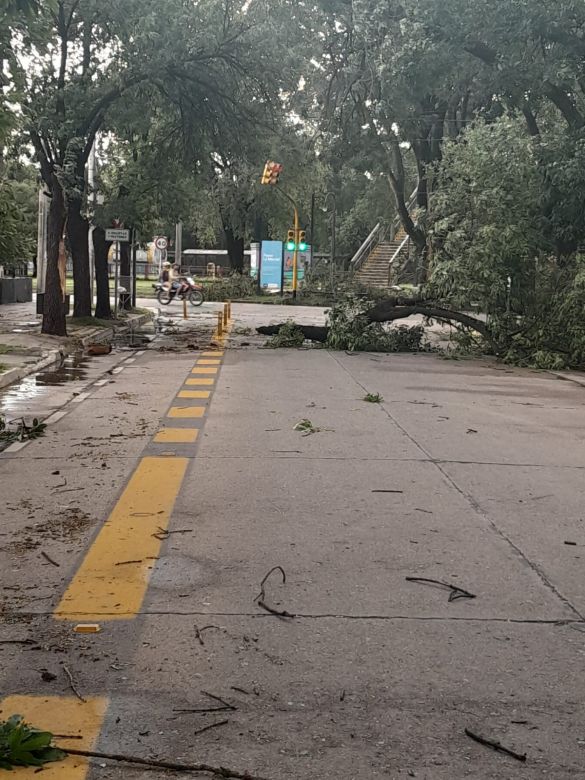 Voladuras de techos, daños en el arbolado, cortes de cables y anegamientos en Río Cuarto y localidades del sur de Córdoba